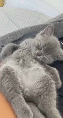 British shorthair boys available