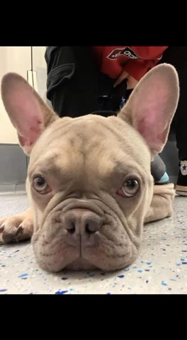 1yr french bulldog male (£1000)