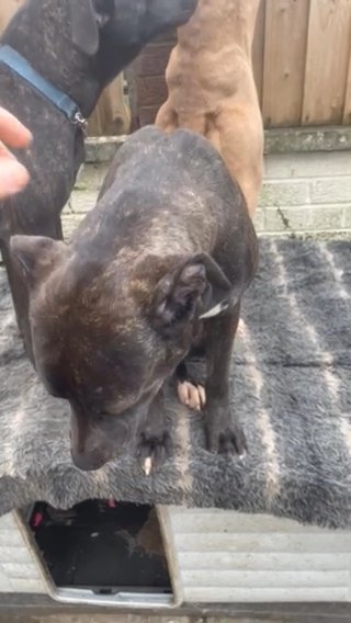 Presa Canario Female’s 7 Months Old Guard Dogs