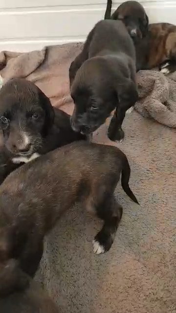 afghan hound pup ready now