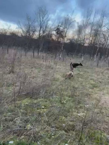 German Shepard Cross