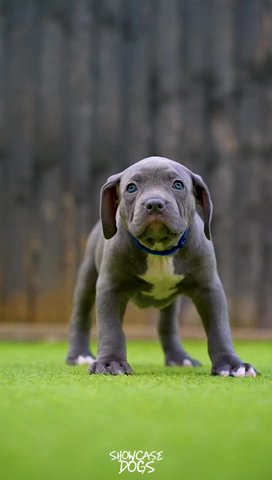 Narla X Diesel