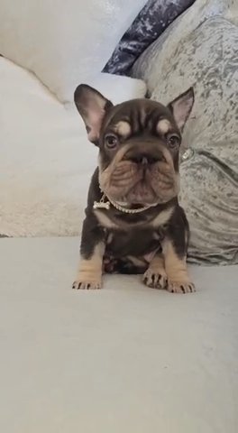 Big Rope Frenchie