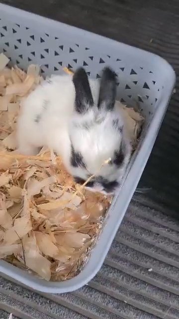 4 baby rabbits for sale Netherland dwarf Cross lops