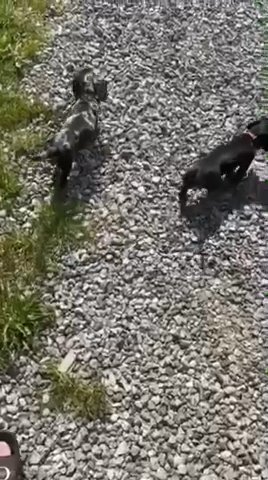 2 x dachshunds miniature