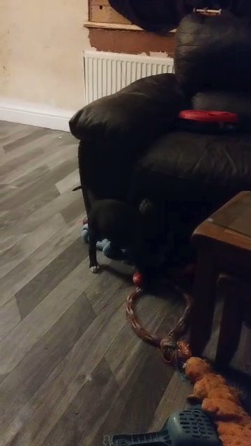 Staffy 5 1/2 months