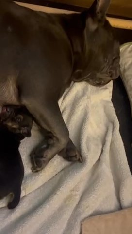 Frengle Pups