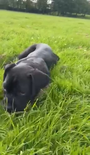 FEMALE CANE CORSO