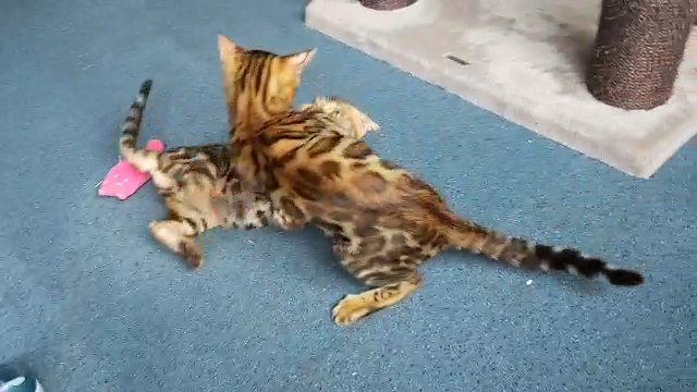 Little fighters