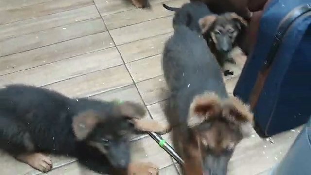 BLUE german shepherdpups