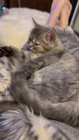 Singleton Short Fluffy Coat Persian(Licence Breeder)
