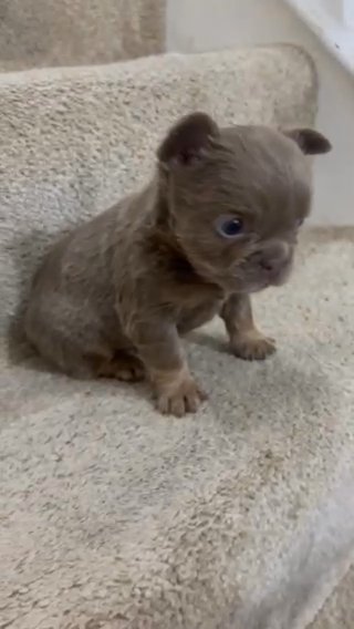 Fluffy Frenchies