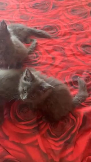 pure bread beautiful and fluffy Maine coon kittens