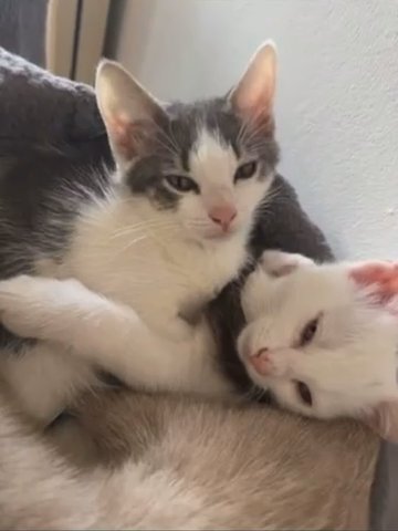 ONLY 2 KITTENS LEFT very flaffy TURKISH VAN CROSS RAGDOOLL BLUE POINT