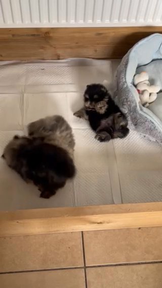 Pomeranian Puppies