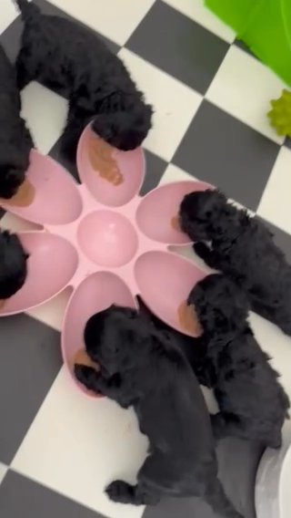 Health Tested Cockapoos