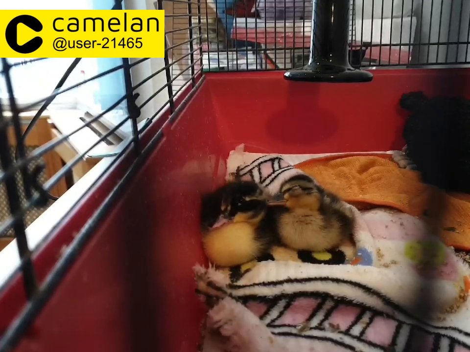 Ducklings