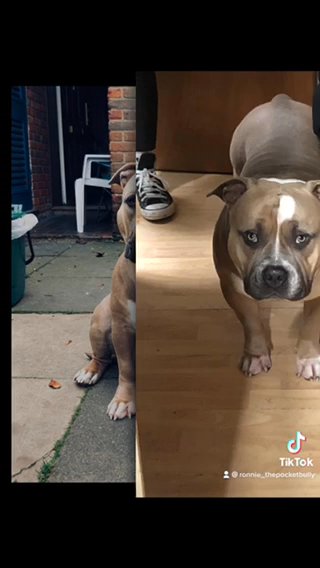 Open For Stud American Pocket Bully