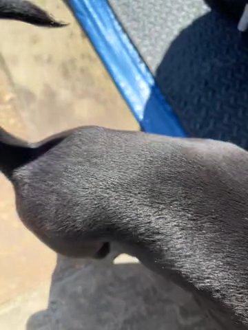 KC Registered Female Staffy Pup
