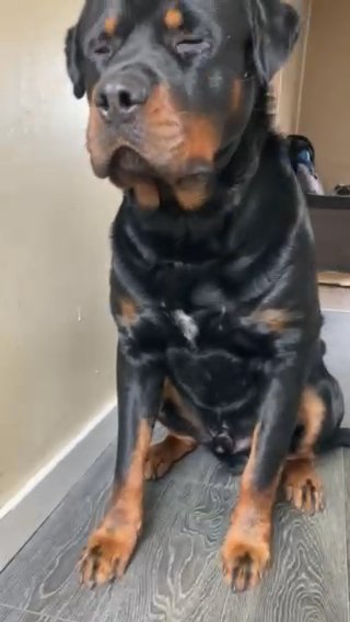 Rottweiler For Stud