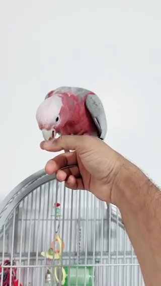 Hand reared Galah cockatoo