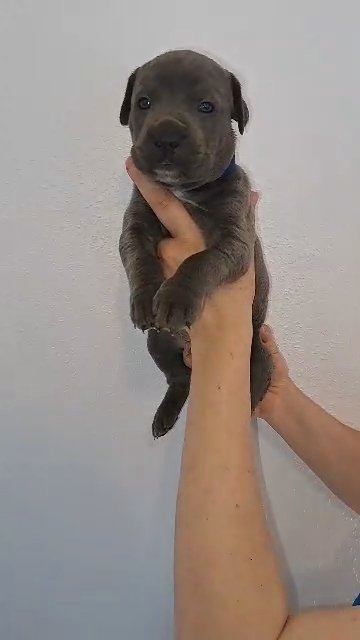 cane corso puppies