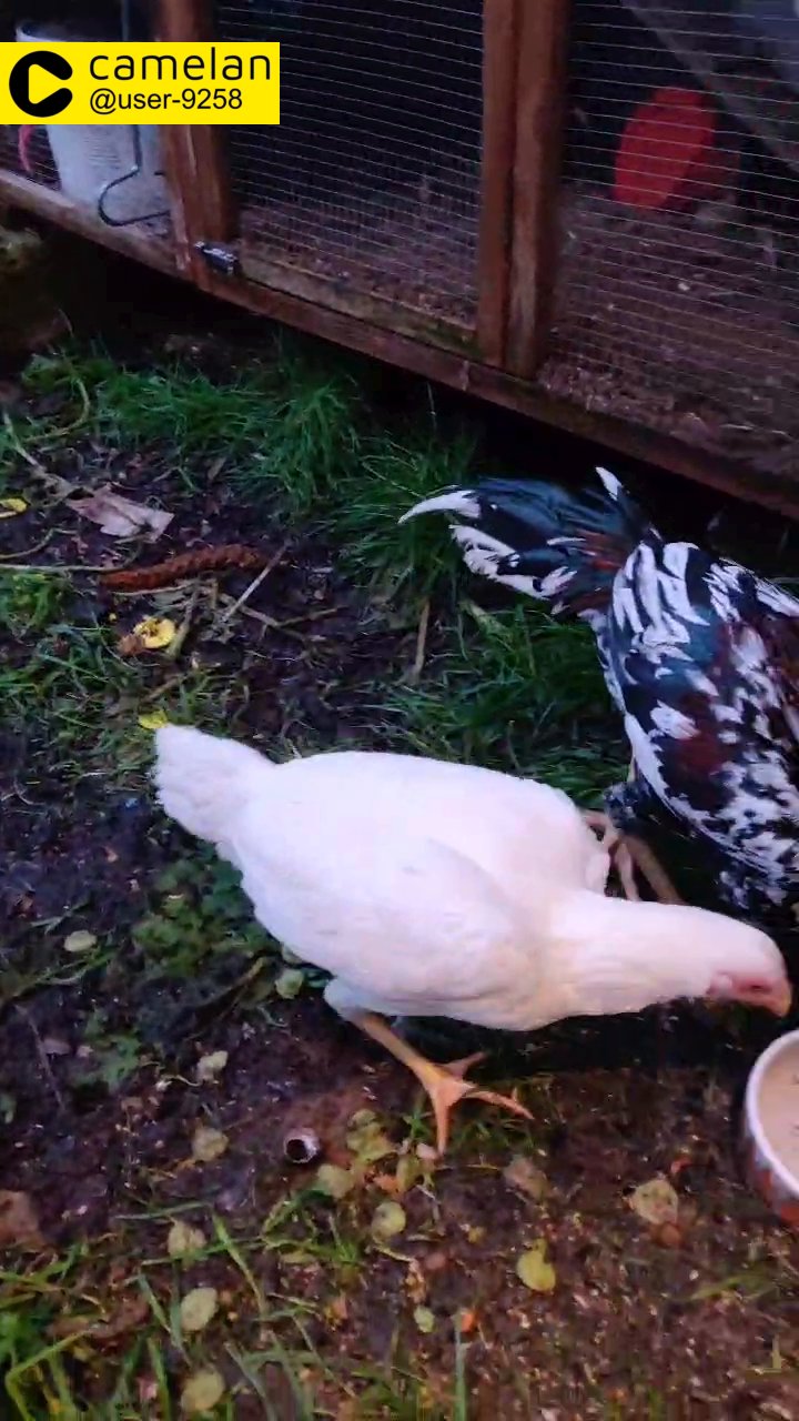 aseel rooster