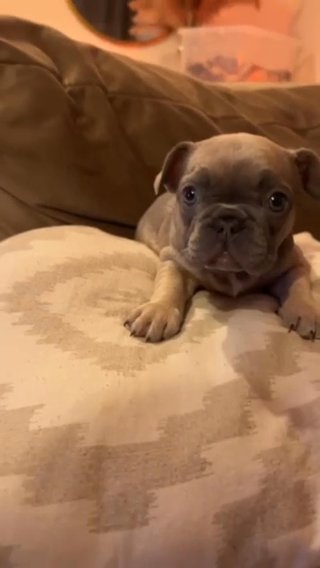 French Bulldog Puppies For Sale Ready To Go Now