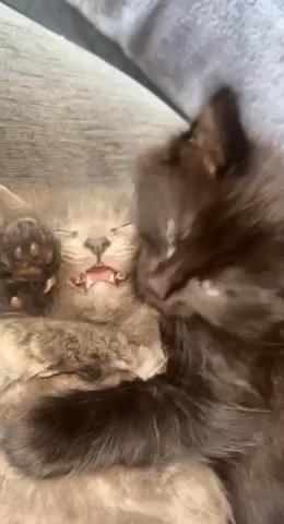 2 kittens  for sale half Persian and half Russian blue