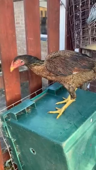 Aseel Hen For Sale