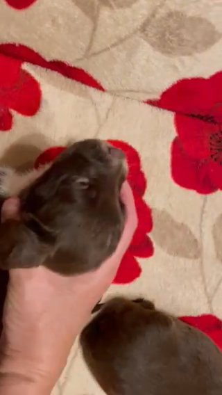 Cocker Spaniel Puppies