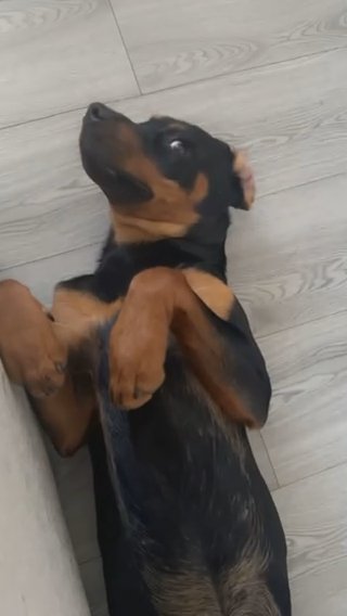 7 Month Old Rottweiler Female