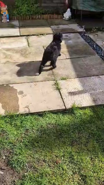 10 week old KC reg standard poodle