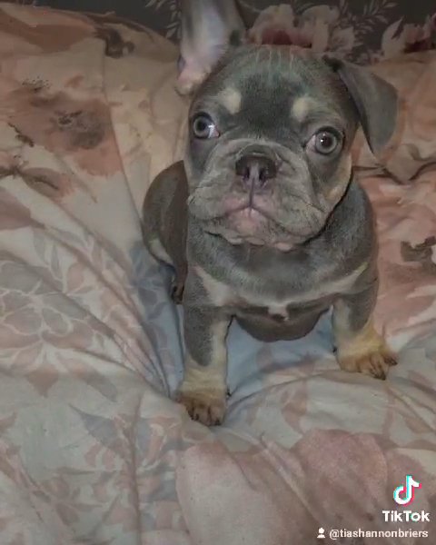 frenchbulldog male pups