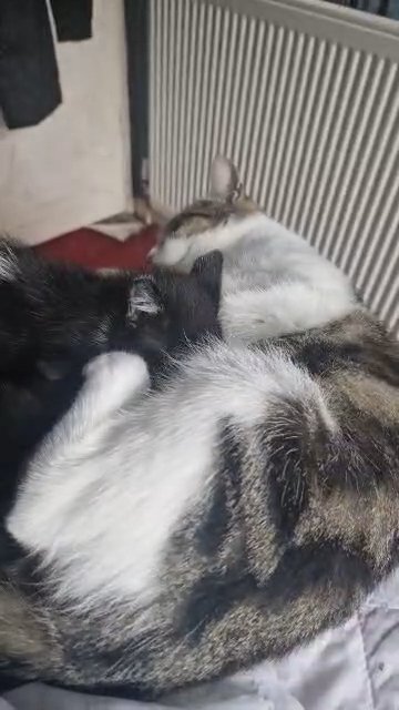 2 kittens for sale