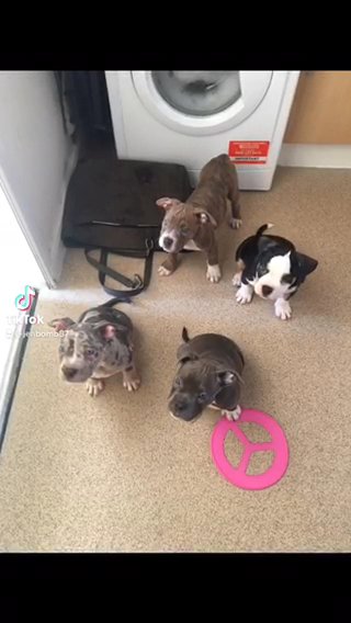 pocket bully puppies