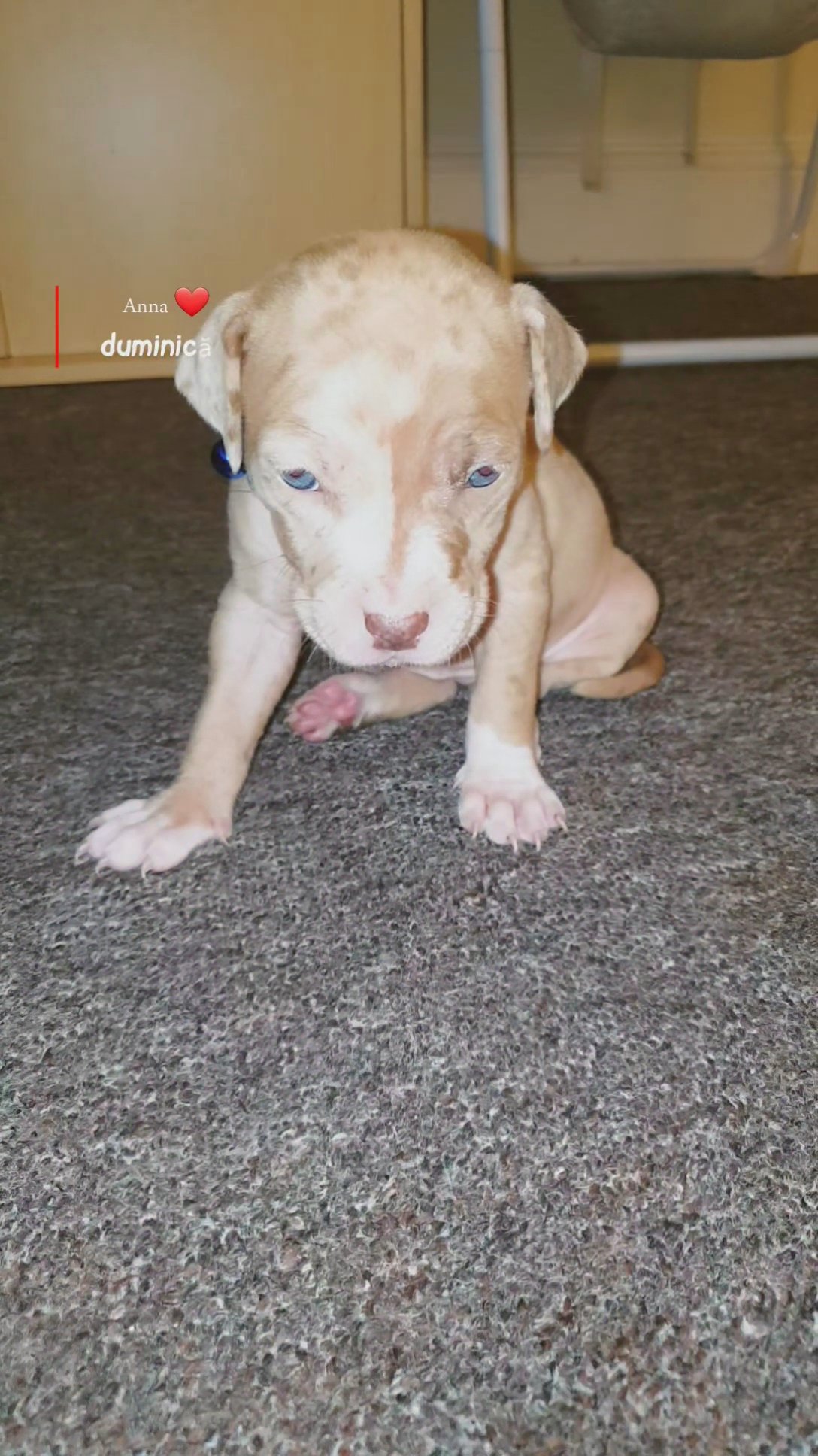 American Bully