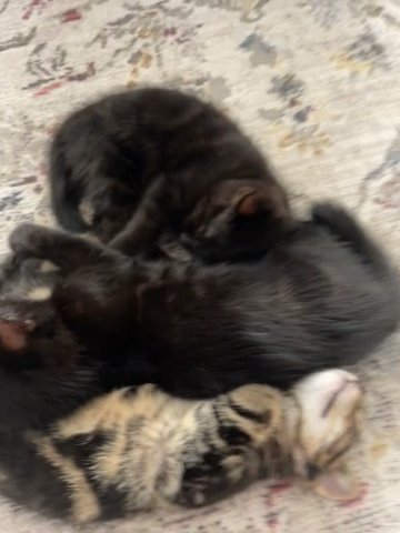 Kittens For Sale
