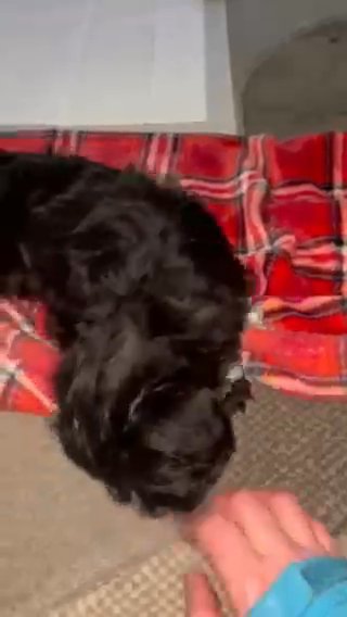 border terrier cross toy poodle