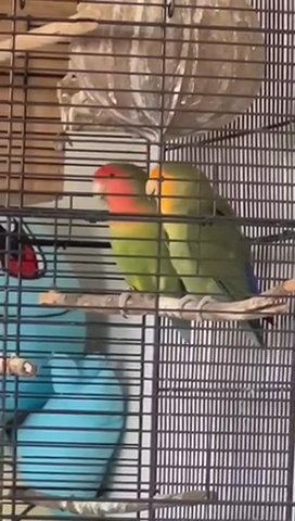 Pair Of Lovebirds With Cage And Nesting Box