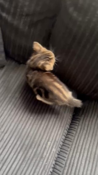 Tabby Kitten And White