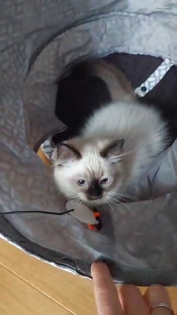 gorgeous baby's ragdolls