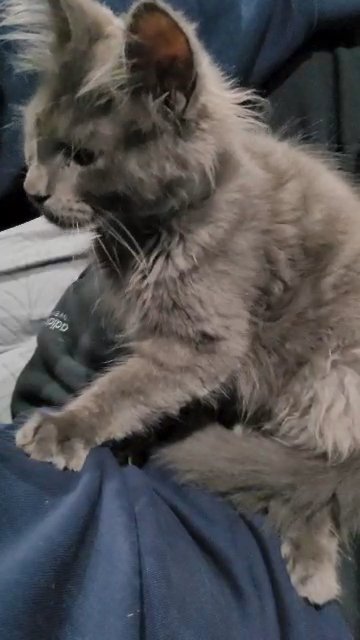 Mainecoon kitten TICA pedigree LAST one Blue male