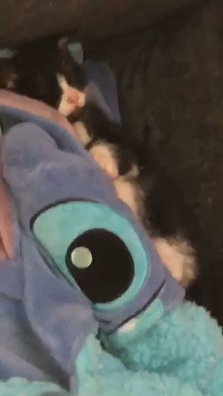kitten