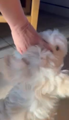 KC Registered Pedigree Maltese Boys