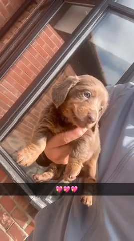 Beautiful Dachshund