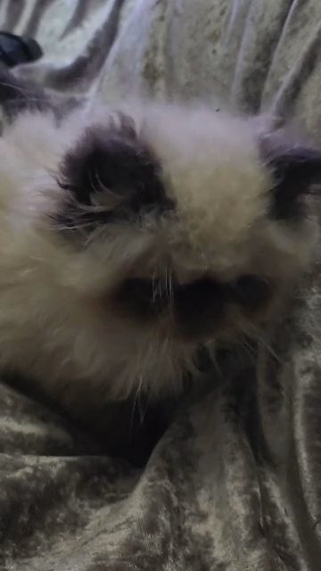 full pedigree colourpoint persian kitten