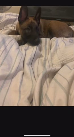 Belgian Malinois