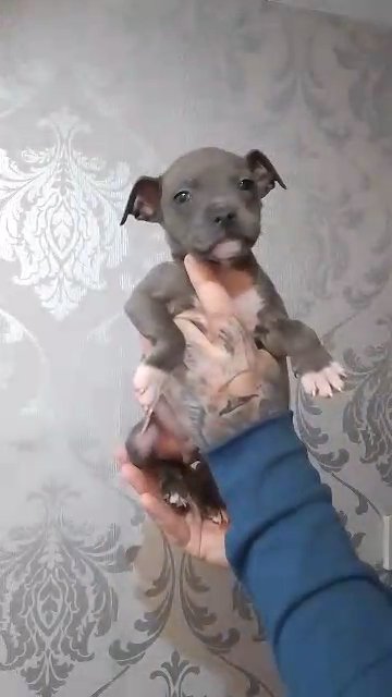 staffy pups
