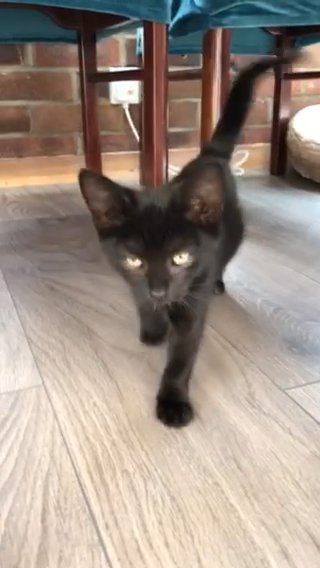 black kittens boy and girl ,black white girl in king’s lynn